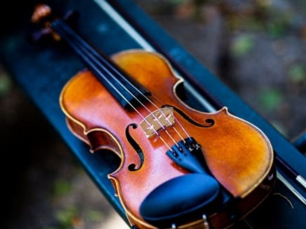 Viola